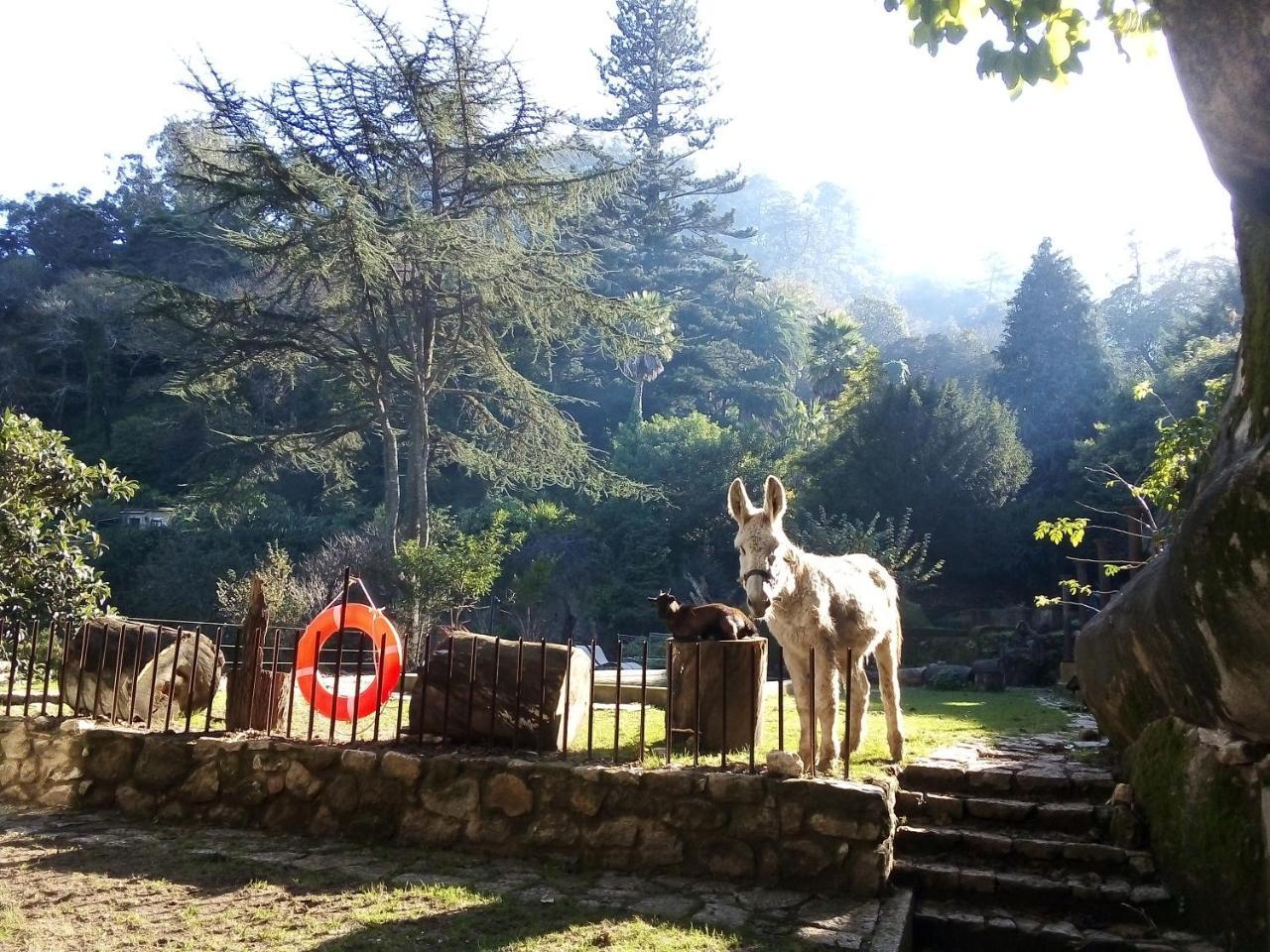 Hotel Quinta Do Castanheiro Sintra Esterno foto